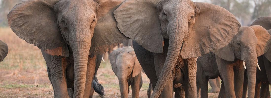 Tuskless elephants. Tuskless elephants.