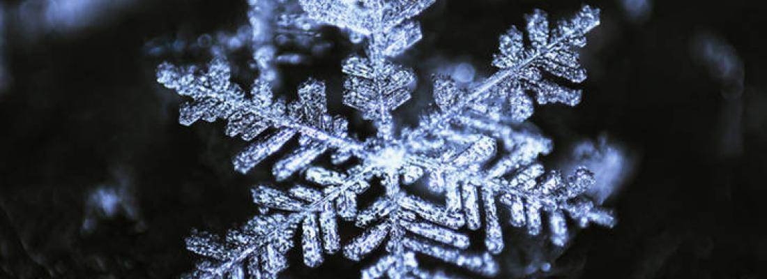 Snow crystals. Snow crystals.