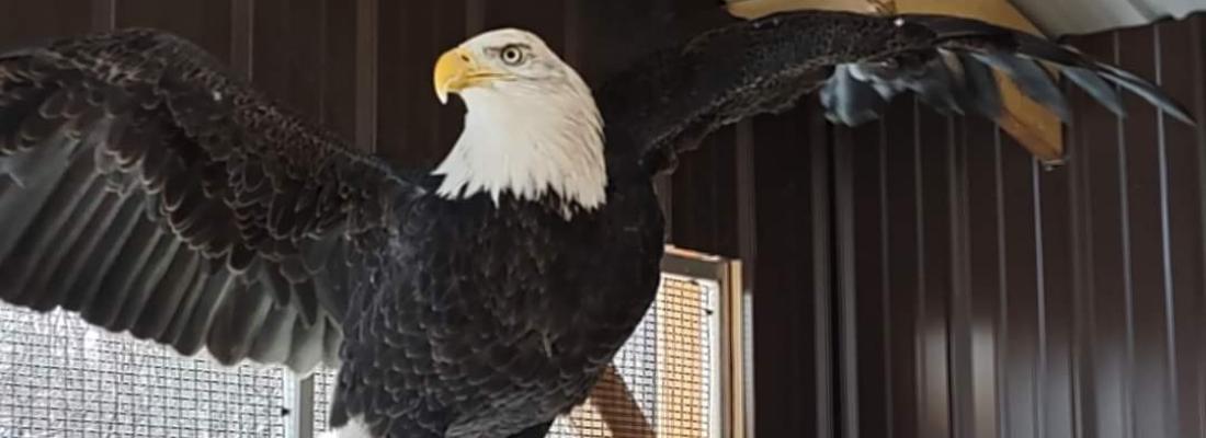 Buddy the bald eagle. Buddy the bald eagle.