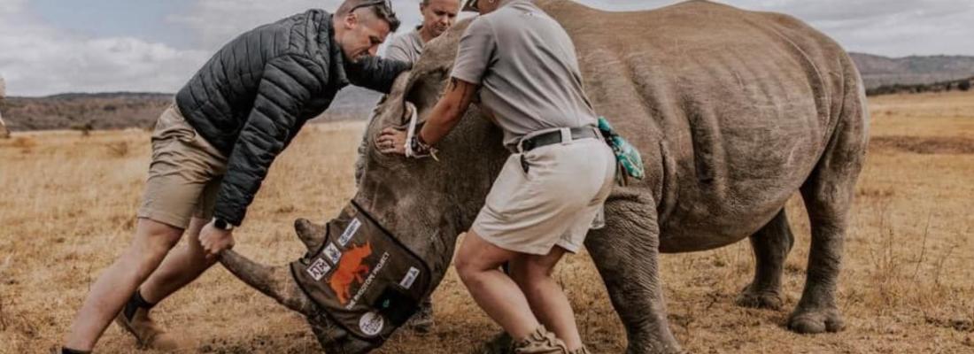 Scientists prepare to insert radioactive pellets into a rhinoceros’ horn. (Photo via the Rhisotope Project’s Facebook page.)