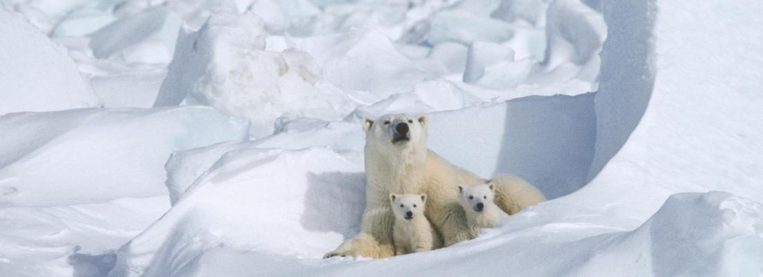 A mother polar bear with two cubs. (Photo via Polar Bears International’s Facebook page.)