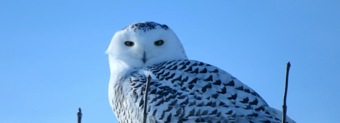A snowy owl. (Photo by Eduardo Bergen on Unsplash.)
