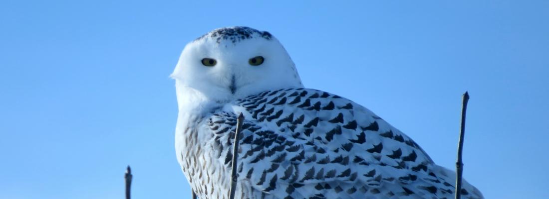 A snowy owl. (Photo by Eduardo Bergen on Unsplash.)
