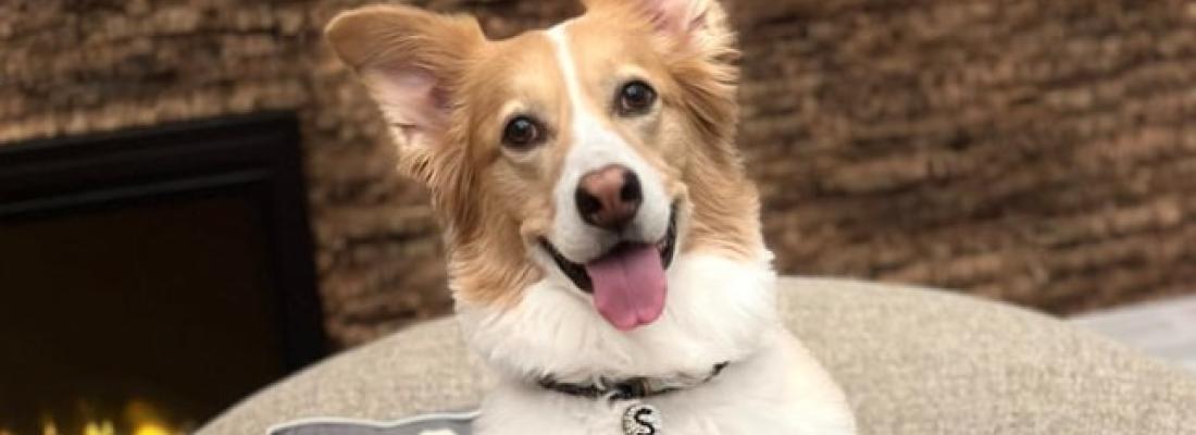 Shira, a gifted dog who can understand more than 200 words. (Photo via Genius Dog Challenge’s Facebook page.)