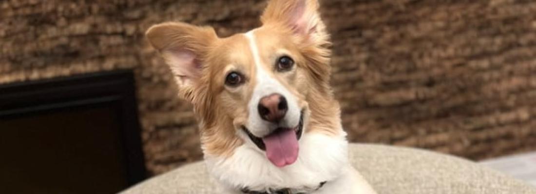 Shira, a gifted dog who can understand more than 200 words. (Photo via Genius Dog Challenge’s Facebook page.)