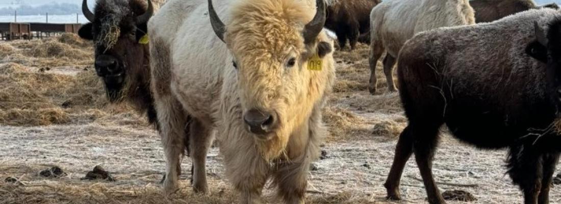 A rare white bison in the Sioux Valley Dakota Nation herd. (Photo via Facebook.)