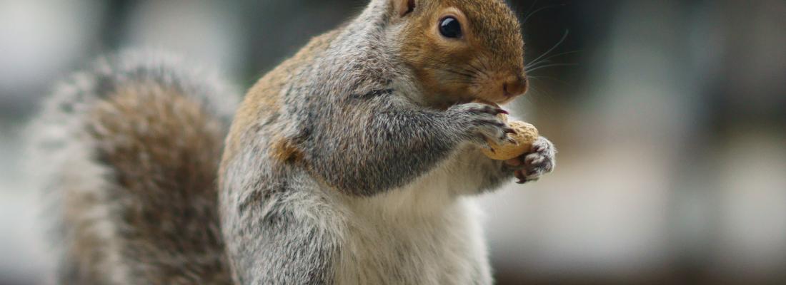 Squirrels can see colours, but which colour do they prefer? (Photo: Peter Trimming from Croydon, England, via Wikimedia Commons)