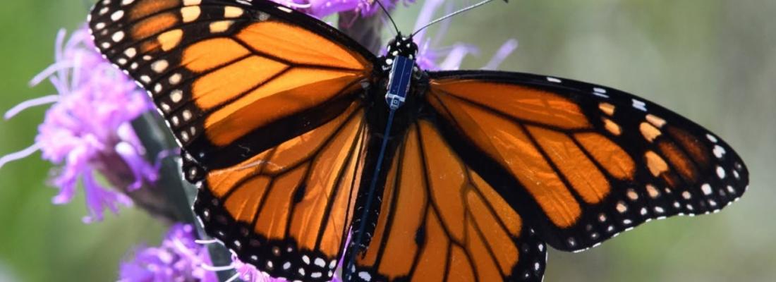 A tiny Bluetooth tracker attached to a monarch butterfly’s body helps track its migration route. (Photo via Facebook.)