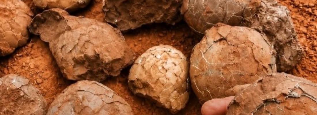 Fossilized dinosaur eggs were discovered close to the South Pole. (Image via Facebook.)