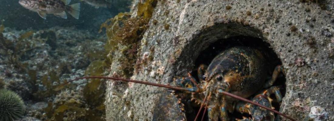 Reef balls placed on the ocean floor are bringing back marine life. (Photo via Facebook.)