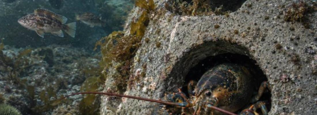 Reef balls placed on the ocean floor are bringing back marine life. (Photo via Facebook.)