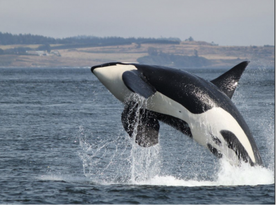 Resident orca putting on a show. Resident orca putting on a show.