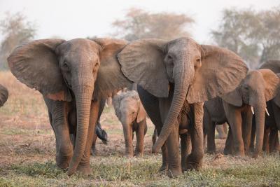 Tuskless elephants.