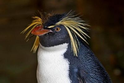 Rockhopper Penguin