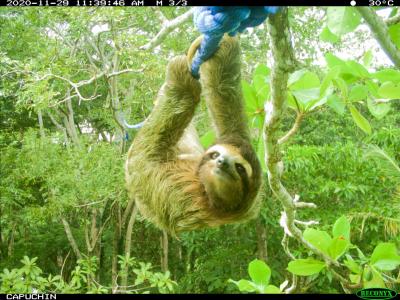 A sloth using a rope bridge in Costa Rica.