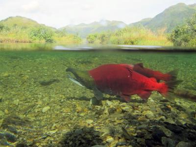 Sockeye salmon in a river. (Photo courtesy of Katrina Mueller/USFWS/Flickr)