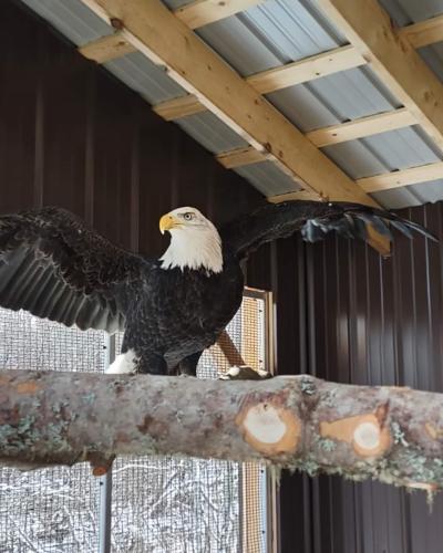 Buddy the bald eagle. 