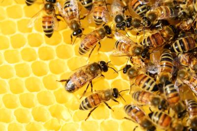 Honeybees in a hive. (Image by PollyDot from Pixabay) Honeybees in a hive. (Image by PollyDot from Pixabay)