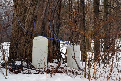 Maple syrup being tapped from a tree. (Keith Joslin, https://creativecommons.org/licenses/by/2.0 via Wikimedia Commons) Maple syrup being tapped from a tree. (Keith Joslin, https://creativecommons.org/licenses/by/2.0 via Wikimedia Commons)