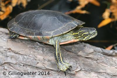 Coastal western painted turtle. Coastal western painted turtle.