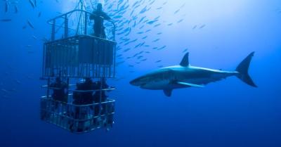 Cage-divers with sharks.