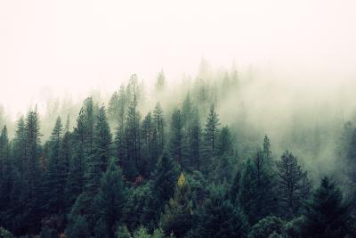 Canada has almost a tenth of the world’s forests – about 362 million hectares.