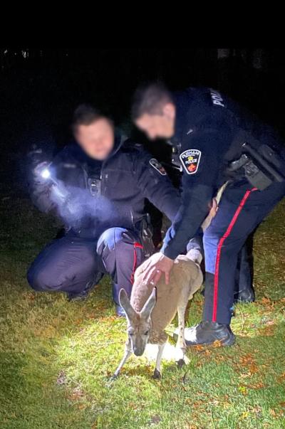 Durham Police officers calm the runaway kangaroo after capturing her. (Photo via Durham Regional Police Service’s Facebook page.) Durham Police officers calm the runaway kangaroo after capturing her. (Photo via Durham Regional Police Service’s Facebook page.)