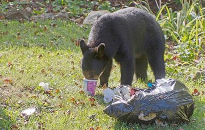 A black bear finds food in a household garbage bag. (Photo via Bear Smart’s Facebook page.)