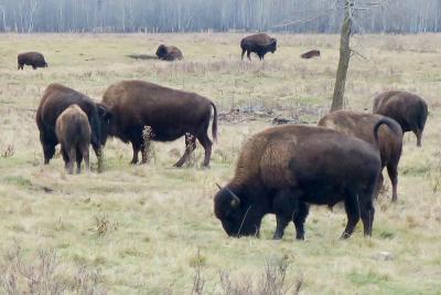 Bison grazing on grassland in Western Canada. (Photo: Natulive Canada via Wikimedia Commons.) Bison grazing on grassland in Western Canada. (Photo: Natulive Canada via Wikimedia Commons.)
