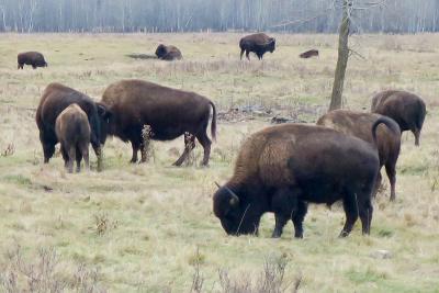 Bison grazing on grassland in Western Canada. (Photo: Natulive Canada via Wikimedia Commons.)