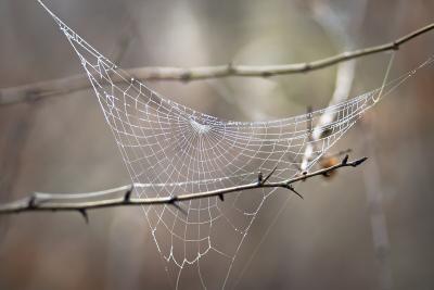 Spider webs contain information about the species living around them. (Photo: Iurie Nistor, via Wikimedia Commons.) Spider webs contain information about the species living around them. (Photo: Iurie Nistor, via Wikimedia Commons.)