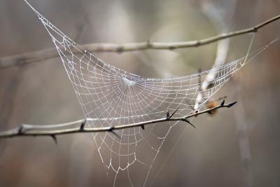 Spider webs contain information about the species living around them. (Photo: Iurie Nistor, via Wikimedia Commons.)