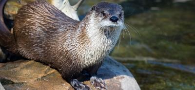 Playful river otters live in many parts of Canada. (Photo: Jeff Fuhrman via Facebook.)