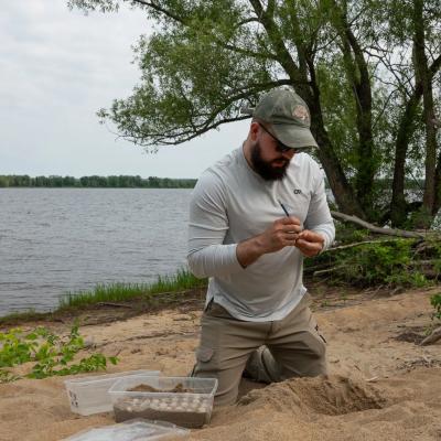 Turtle eggs are carefully collected and transported to a lab to protect them from predators. (Photo via Petrie Island Turtle Project’s Facebook page.) Turtle eggs are carefully collected and transported to a lab to protect them from predators. (Photo via Petrie Island Turtle Project’s Facebook page.)