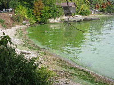 Algae on Lake Erie. (Photo: NOAA Great Lakes Environmental Research Laboratory, Public domain, via Wikimedia Commons.)