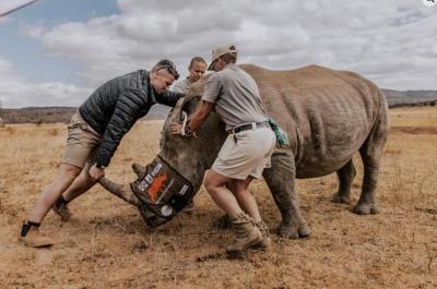 Scientists prepare to insert radioactive pellets into a rhinoceros’ horn. (Photo via the Rhisotope Project’s Facebook page.)