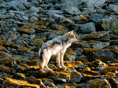 A sea wolf on Vancouver Island. (Photo: Mathieu.S.Addison - Own work, CC BY-SA 4.0, https://commons.wikimedia.org/w/index.php?curid=60541987)