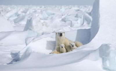 A mother polar bear with two cubs. (Photo via Polar Bears International’s Facebook page.)