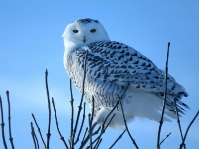 A snowy owl. (Photo by Eduardo Bergen on Unsplash.)