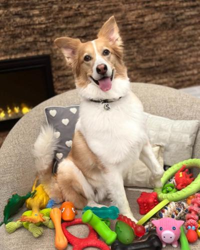 Shira, a gifted dog who can understand more than 200 words. (Photo via Genius Dog Challenge’s Facebook page.)