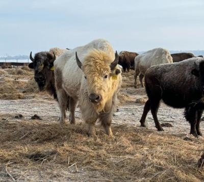 A rare white bison in the Sioux Valley Dakota Nation herd. (Photo via Facebook.)