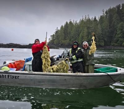 Nuu-chah-nulth Nations use traditional ways to fish for herring eggs. (Photo via Pacific Wild’s Facebook page.)