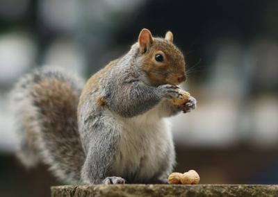 Squirrels can see colours, but which colour do they prefer? (Photo: Peter Trimming from Croydon, England, via Wikimedia Commons)