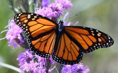 A tiny Bluetooth tracker attached to a monarch butterfly’s body helps track its migration route. (Photo via Facebook.)