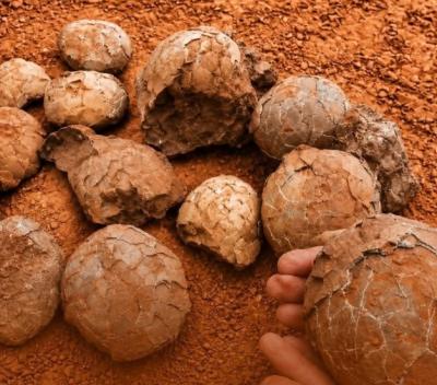 Fossilized dinosaur eggs were discovered close to the South Pole. (Image via Facebook.)
