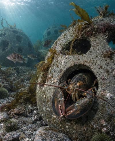 Reef balls placed on the ocean floor are bringing back marine life. (Photo via Facebook.)