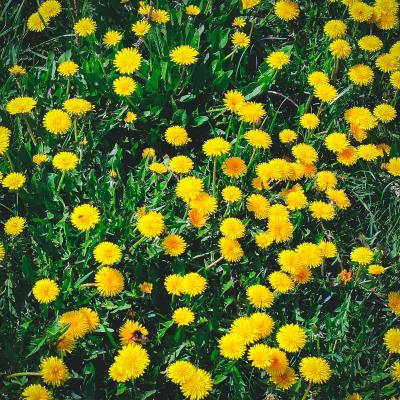 A field of dandelions. 
