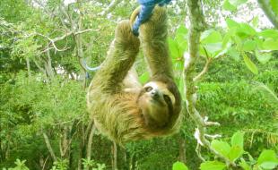 A sloth using a rope bridge in Costa Rica.