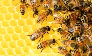 Honeybees in a hive. (Image by PollyDot from Pixabay)
