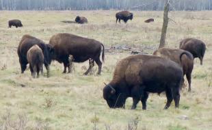 Bison grazing on grassland in Western Canada. (Photo: Natulive Canada via Wikimedia Commons.)